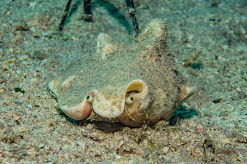 Fish swim in the Red Sea, colorful fish, Eilat Israel