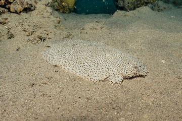 Fish swim in the Red Sea, colorful fish, Eilat Israel