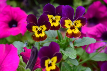 Obraz premium Yellow and Purple Flowers