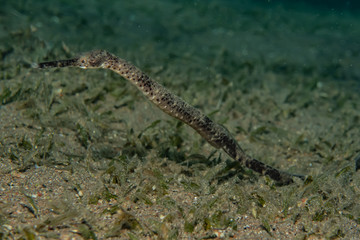 Snake Eel in the Red Sea Colorful and beautiful, Eilat Israel