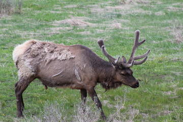 Young Bull Elk in velvet