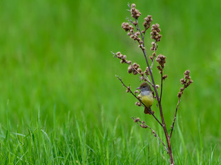 Great Crested Flycatcher on Green Background in Spring