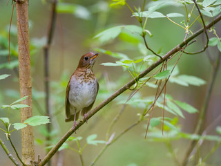 Veery Perched on a Tree Branch in Spring
