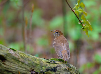 Veery Perched on a Log in Spring