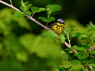 Magnolia Warbler Perched on Tree Branch in Spring