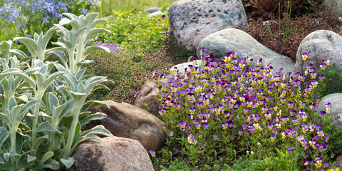 Blooming violets and other flowers in a small rockery in the summer garden