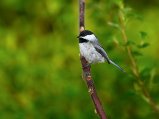 Black-capped chickadee on Green Background in Spring