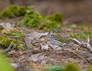 Ovenbird Perched on Log Covered in   Moss in Spring
