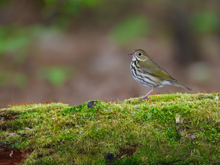 Ovenbird Perched on Log Covered in   Moss in Spring