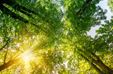 Fototapeta na wymiar Wide angle Green forest. Tree with green Leaves and sun light