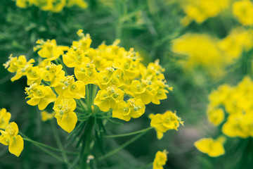 Blooming euphorbia cypress and other flowers in the summer garden