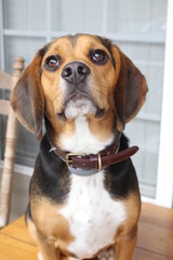 Handsome Beagle