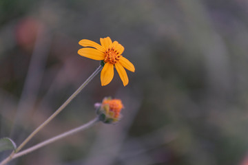 Littel orange flower