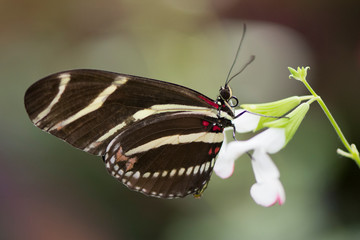 Butterfly 2019-48 / Zebra Longwing (Heliconius charithonia)