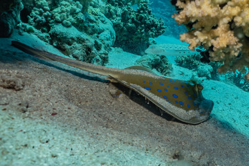 Blue spotted stingray On the seabed  in the Red Sea