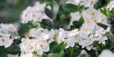 Delicate white flowers of hawthorn in the spring garden, close-up
