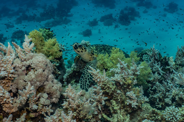 Hawksbill sea turtle in the Red Sea, dahab, blue lagoon sinai