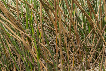 Obraz premium Bamboo Pick Up Sticks
