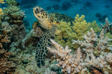 Hawksbill sea turtle in the Red Sea, dahab, blue lagoon sinai