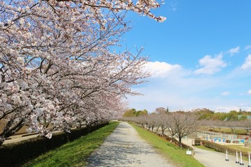 風景　春　桜並木　道　公園　茨城