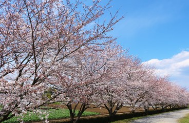 風景　春　桜並木　道　公園　茨城
