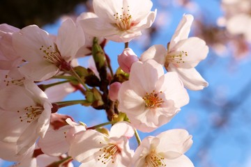 さくら　春　茨城