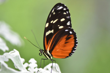 Fototapeta na wymiar Butterfly 2019-52 / Tiger Longwing (Heliconius Hecale)