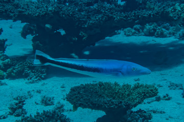 Fototapeta premium Fish swim in the Red Sea, colorful fish, Eilat Israel