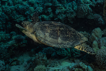 Obraz premium Hawksbill sea turtle in the Red Sea, dahab, blue lagoon sinai