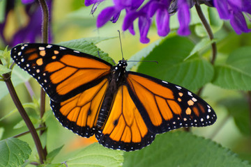 Butterfly 2019-54 / Monarch butterfly (Danaus plexippus)