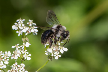 Ashy mining bee (Andrena cineraria)