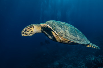 Fototapeta premium Hawksbill sea turtle in the Red Sea, dahab, blue lagoon sinai