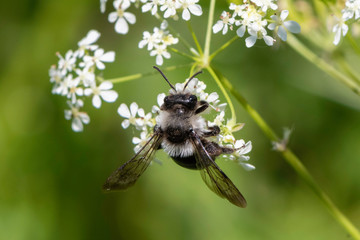 Ashy mining bee (Andrena cineraria)