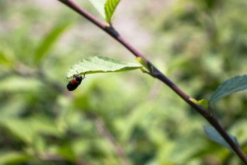 Catarina en hoja, mariquita