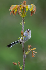 Long-tailed tit (Aegithalos caudatus) with caterpillar in bill.