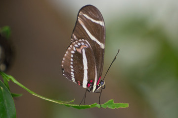 Butterfly 2019-55 / Zebra Longwing (Heliconius charithonia)