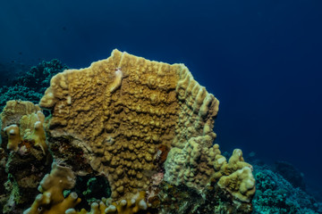 Coral reefs and water plants in the Red Sea, Eilat Israel