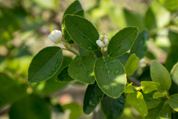 Flor de azahar, flor de limonero con gotas