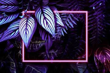 Glowing Neon Rectangular Frame Surrounded By Fluorescent Hosta Leaves, Palm Leaves And Other Plants. Flat Lay Decorated Background.