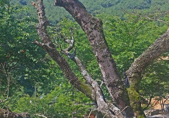 고목나무에 잔버섯