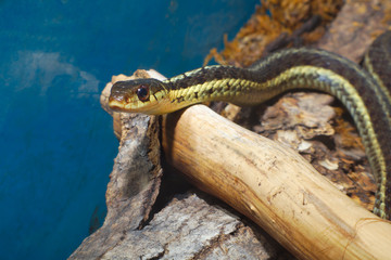 grass-snake reptile snake scale environment nature wildlife