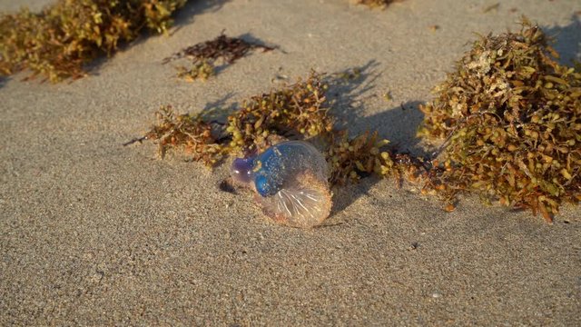 La agua mala est&aacute; en la arena de la playa sobreviviendo.