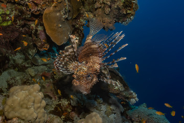 Lion fish in the Red Sea colorful fish, Eilat Israel