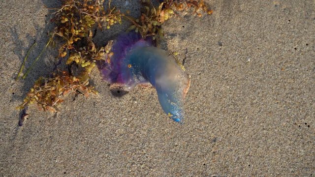 La agua mala est&aacute; sobreviviendo en la orilla de la playa.