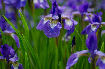 Fototapeta premium Blue Iris in Garden