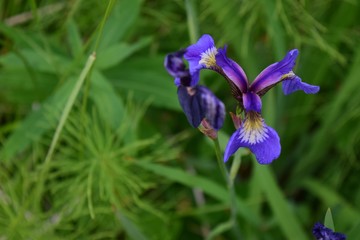 Purple Dutch Iris