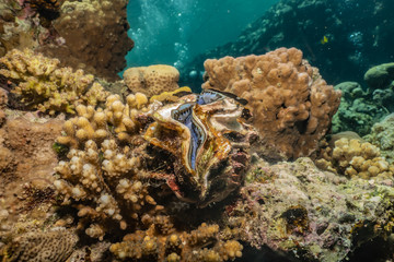 Giant Clam in the Red Sea Colorful and beautiful, Eilat Israel