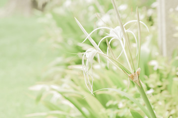 Crinum lily or Cape lily flower. Beautiful white flowers in garden