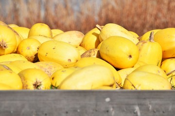 Box of Yellow Squash
