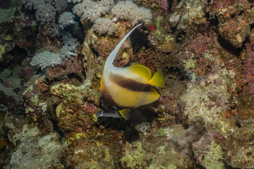 Fish swim in the Red Sea, colorful fish, Eilat Israel